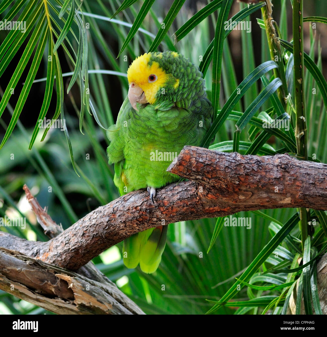 Bunte grüne und gelbe Papagei auf einem Ast Stockfoto