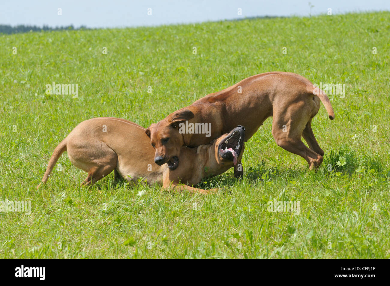 Zwei einjährige Rhodesian Ridgeback Hunde kämpfen Stockfoto