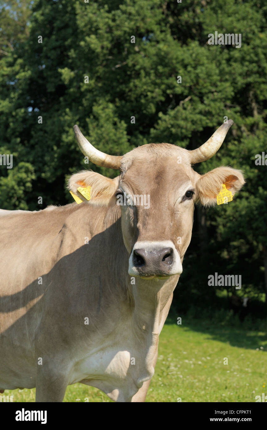 Kuh auf der Weide, auf dem Bauernhof in Südbayern Stockfoto