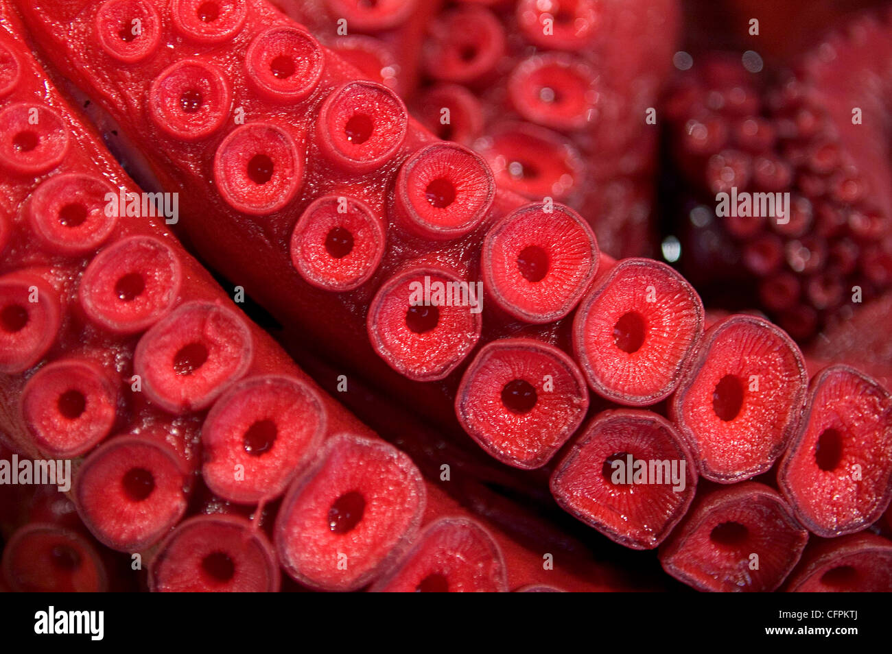 Tintenfisch Tentakeln, zentralen Fischmarkt Tsukiji, Tokio, Japan Stockfoto