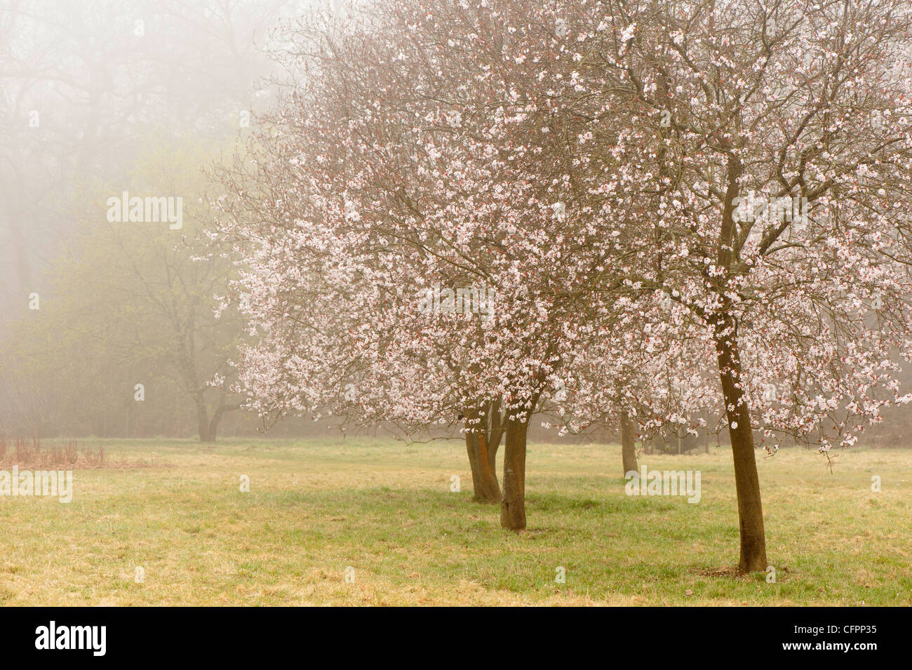 Prunus Cerasifera 'Diversifolia', Kirschpflaume, Bäume in Blüte, mit 'Purple Flash' und 'Hessei' Sorten im Hintergrund Stockfoto