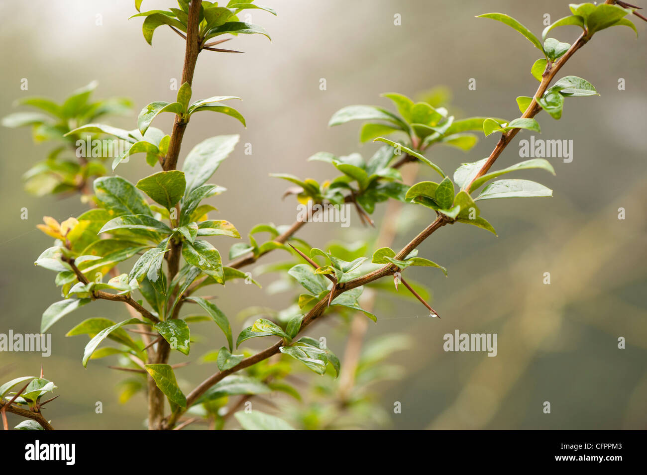 Berberis valdiviana Stockfoto