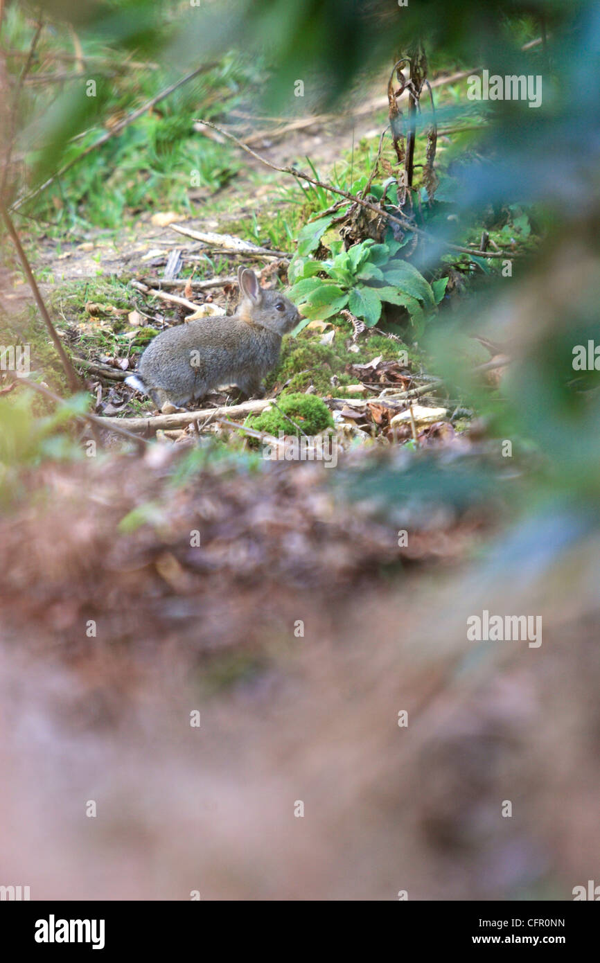 Junge Kaninchen (Oryctolagus Cunniculus) Stockfoto