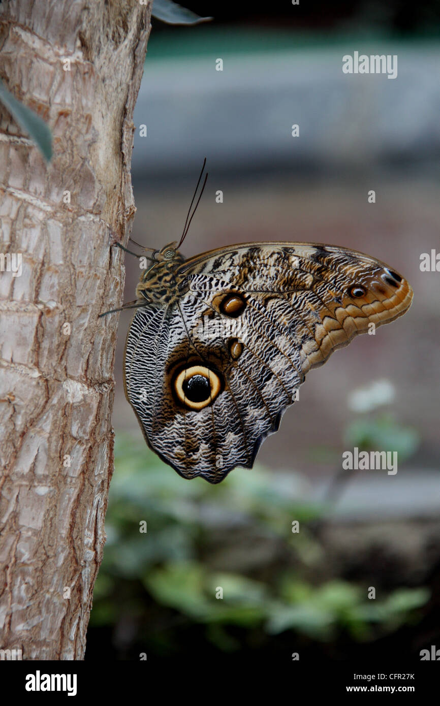 Eule Schmetterling hautnah am Baum/Pflanze Stockfoto