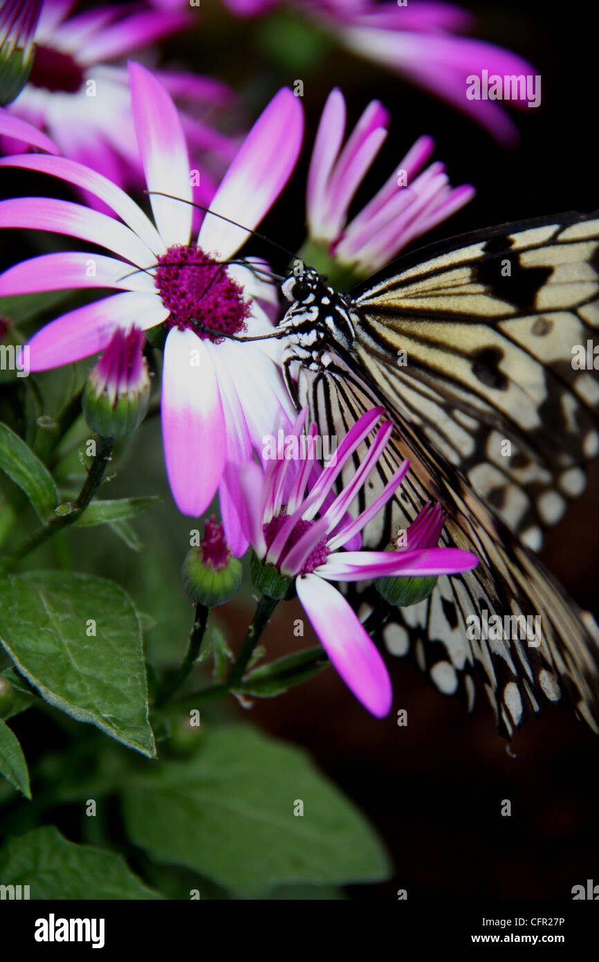 Baum-Nymphe Schmetterling, Blumen auf lila und weißen Senetti (Pericallis) Nahaufnahme Stockfoto