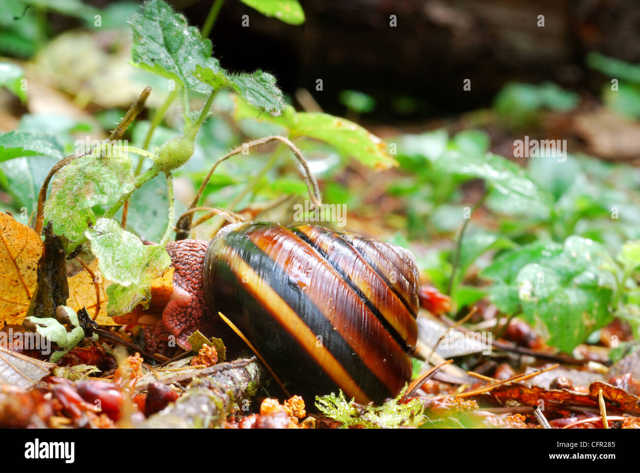 Nahaufnahme von eine Schnecke kriecht in einem Wald Oregon Stockfoto