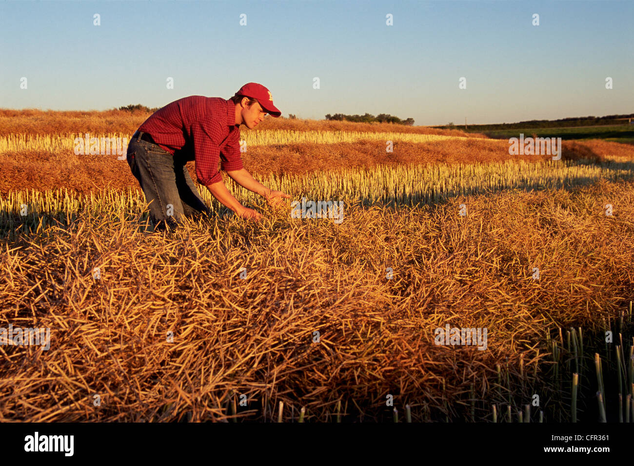 Landwirt in Raps Feld, Tiger Hügel, Manitoba Stockfoto