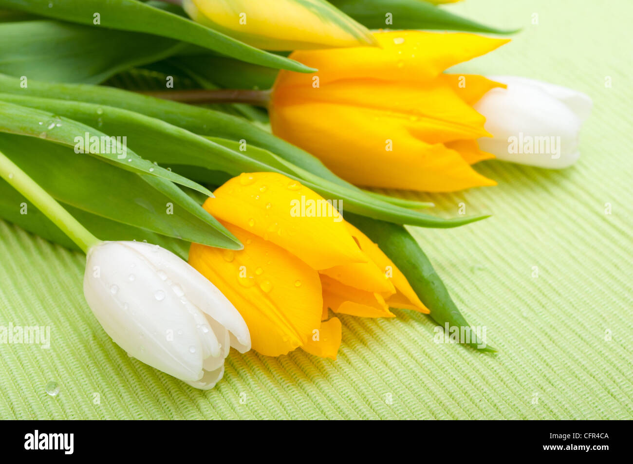 Gelbe und weiße Tulpen auf grüne Tischdecke Stockfoto
