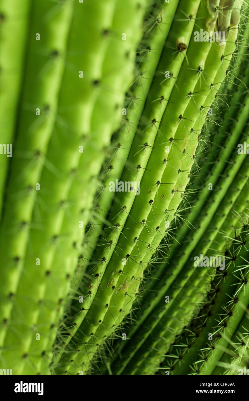 Nahaufnahme Detail des Kaktus Stockfoto