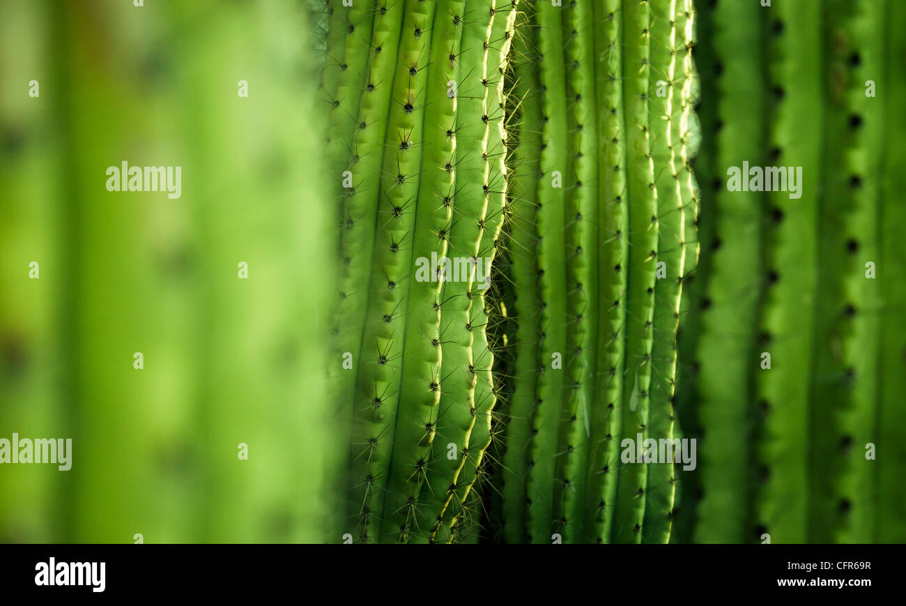Nahaufnahme Detail des Kaktus Stockfoto