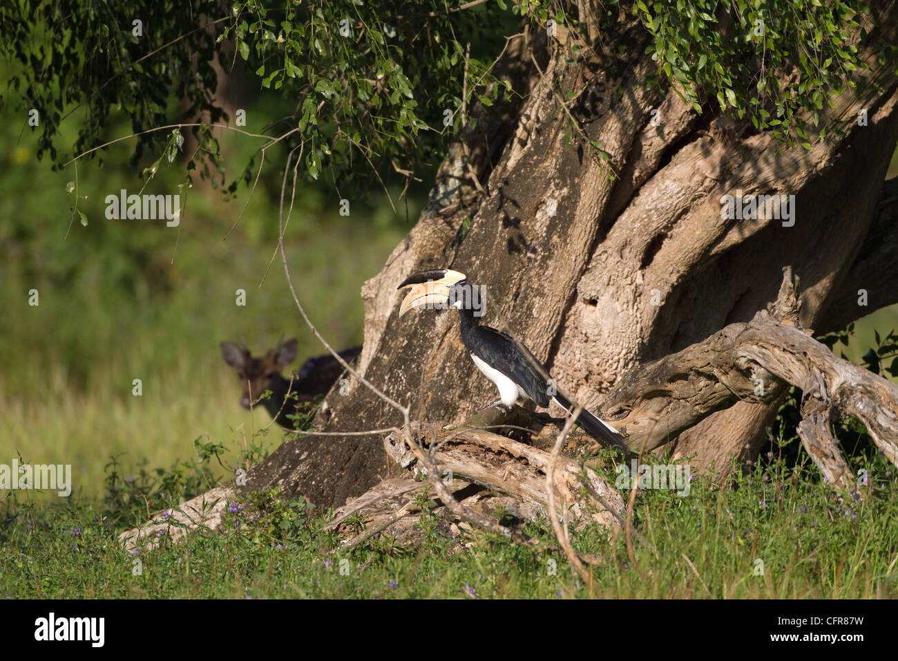 Malabar Pied Hornbill SriLanka Stockfoto