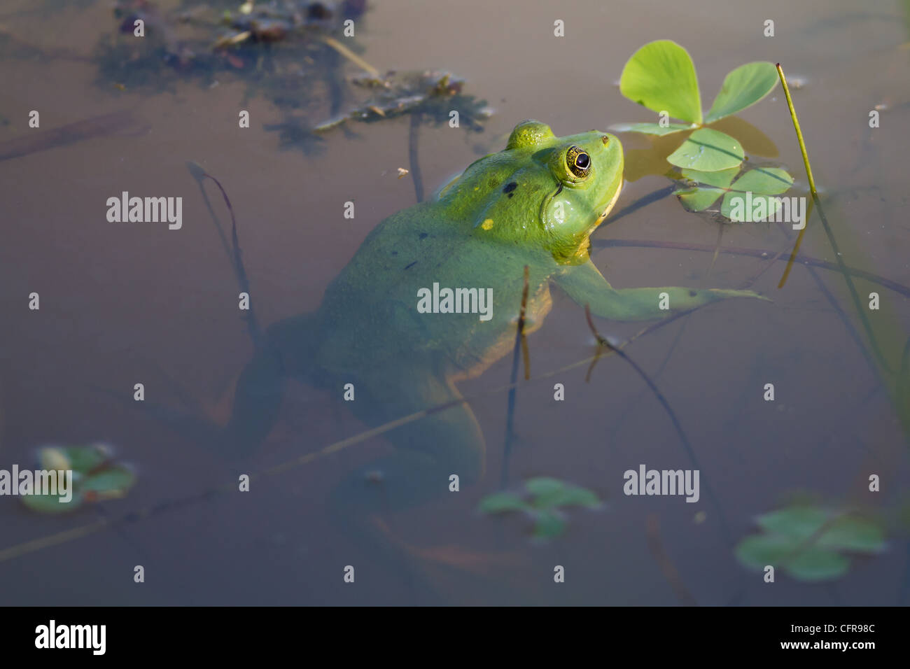 Sechs Fuß grüner Frosch Euphlyctis Hexadactylus in Sri Lanka Stockfoto