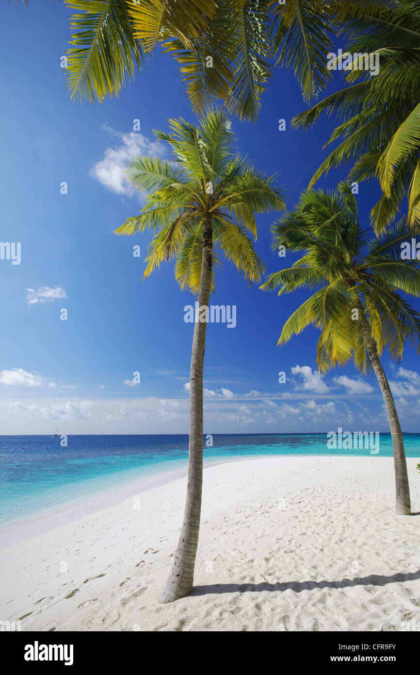 Palmen am Strand, Malediven, Indischer Ozean, Asien Stockfoto