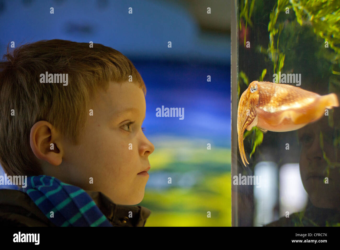 kleiner Junge betrachtet man ein Sepia in einem Aquarium im Multimar Wattforum, Tönning, Schleswig-Holstein, Deutschland Stockfoto