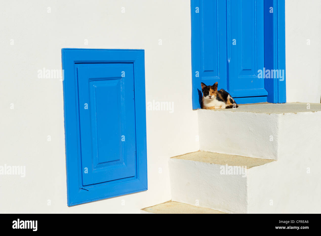 Katze im alten Dorf Kastro, Sifnos, Kykladen, griechische Inseln, Griechenland, Europa Stockfoto