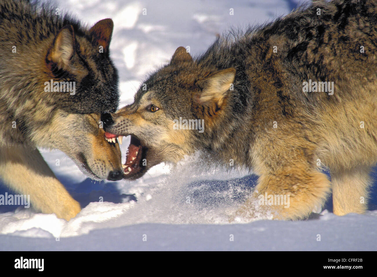 Graue Wölfe (Canis Lupus) im Winter Stockfoto