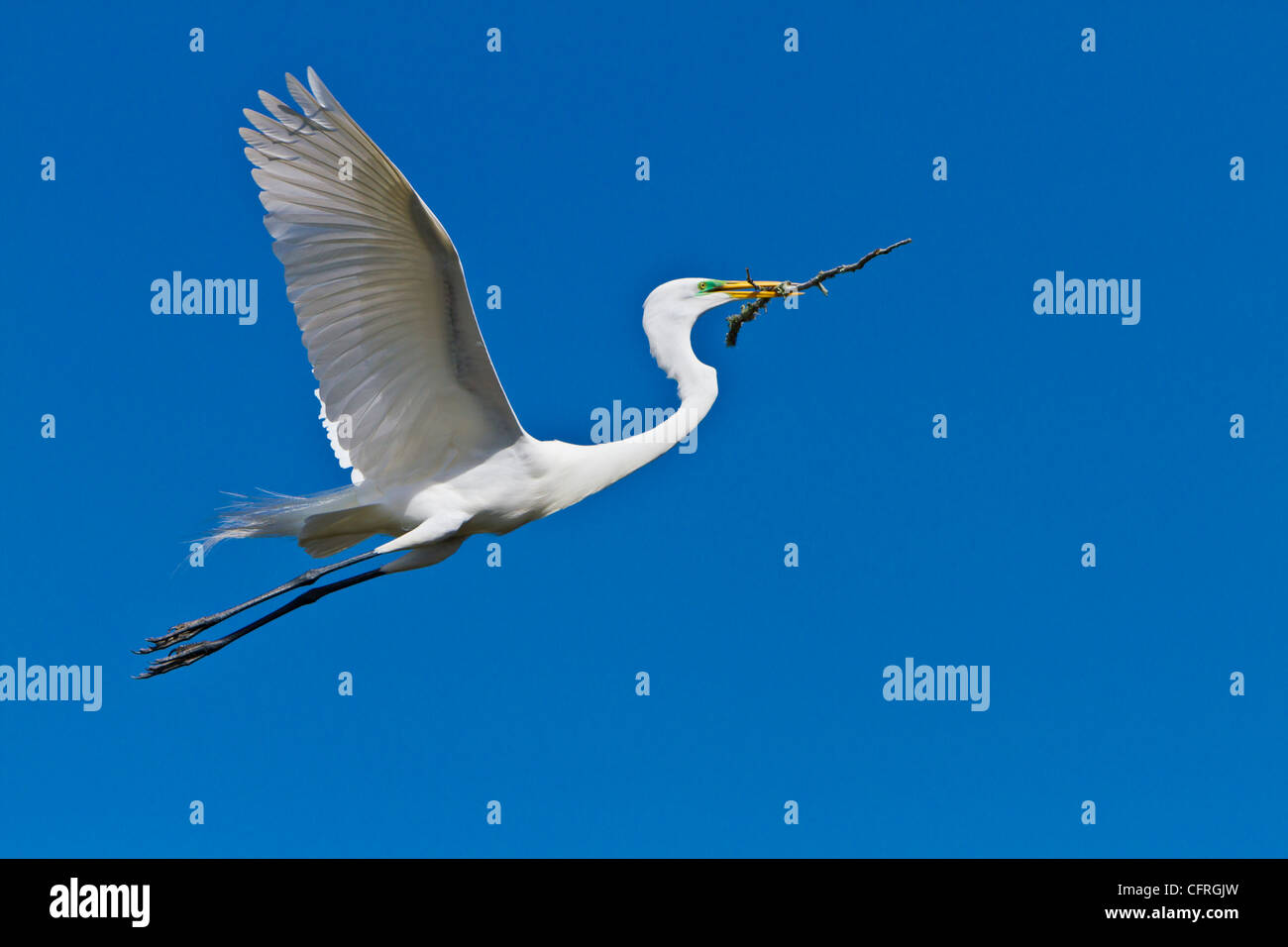 Silberreiher im Flug mit einem Zweig in der Alligator Farm Rookery in St. Augustine, Florida, USA. Stockfoto