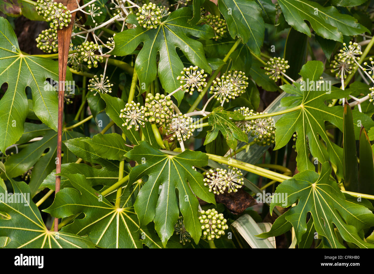 Falsche Castor OIl Plant Fatsia Japonica Pflanzen Stockfoto