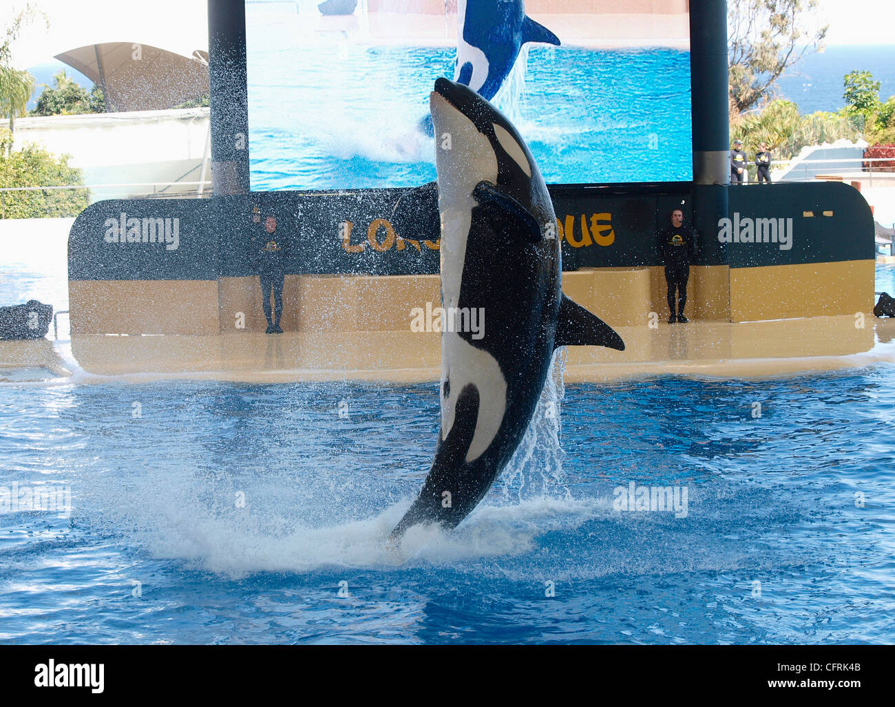 ORCA ERKLINGT IN DEN LORO PARQUE PUERTO DE LA CRUZ TENERIFFA SPANIEN Stockfoto