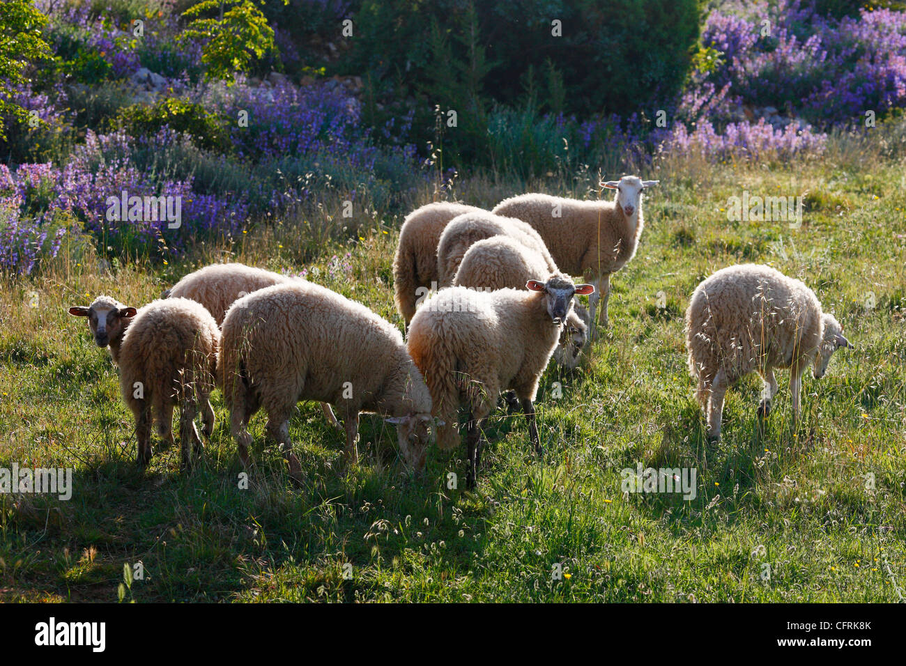 Schafe Stockfoto