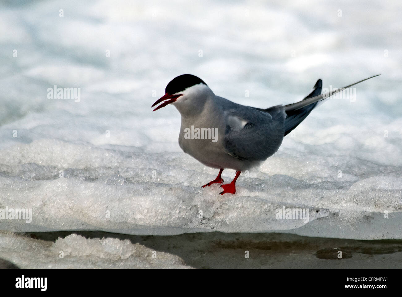 Küstenseeschwalbe Sterna Paradisaea Longyearbyen Spitzbergen Norwegen Stockfoto