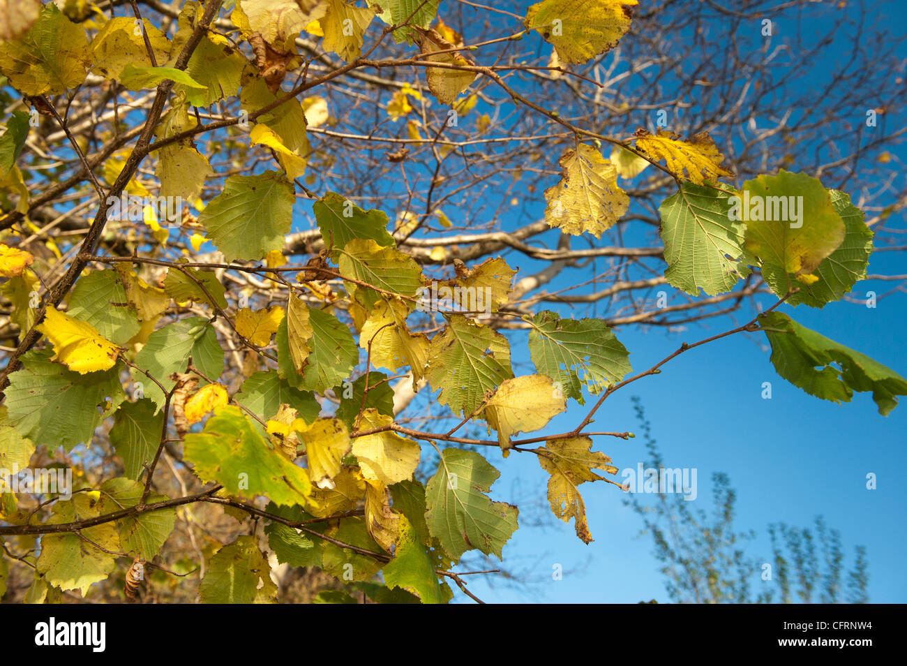 Hazel Blätter im Herbst gegen blauen Himmel. Corylus Avellana. Stockfoto