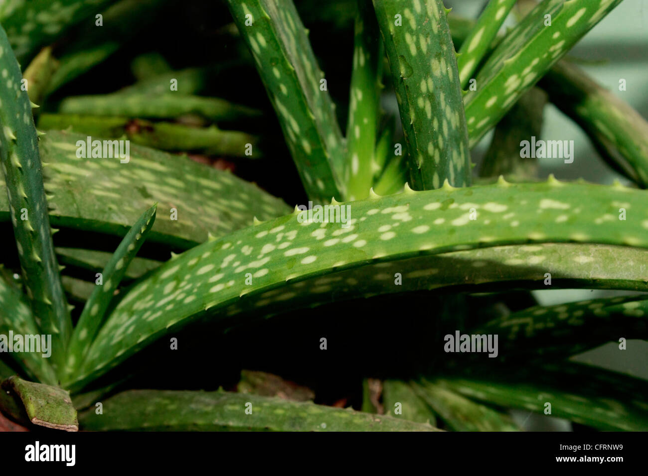 Nahaufnahme der Blätter der Aloe Vera, Heilpflanze Stockfoto