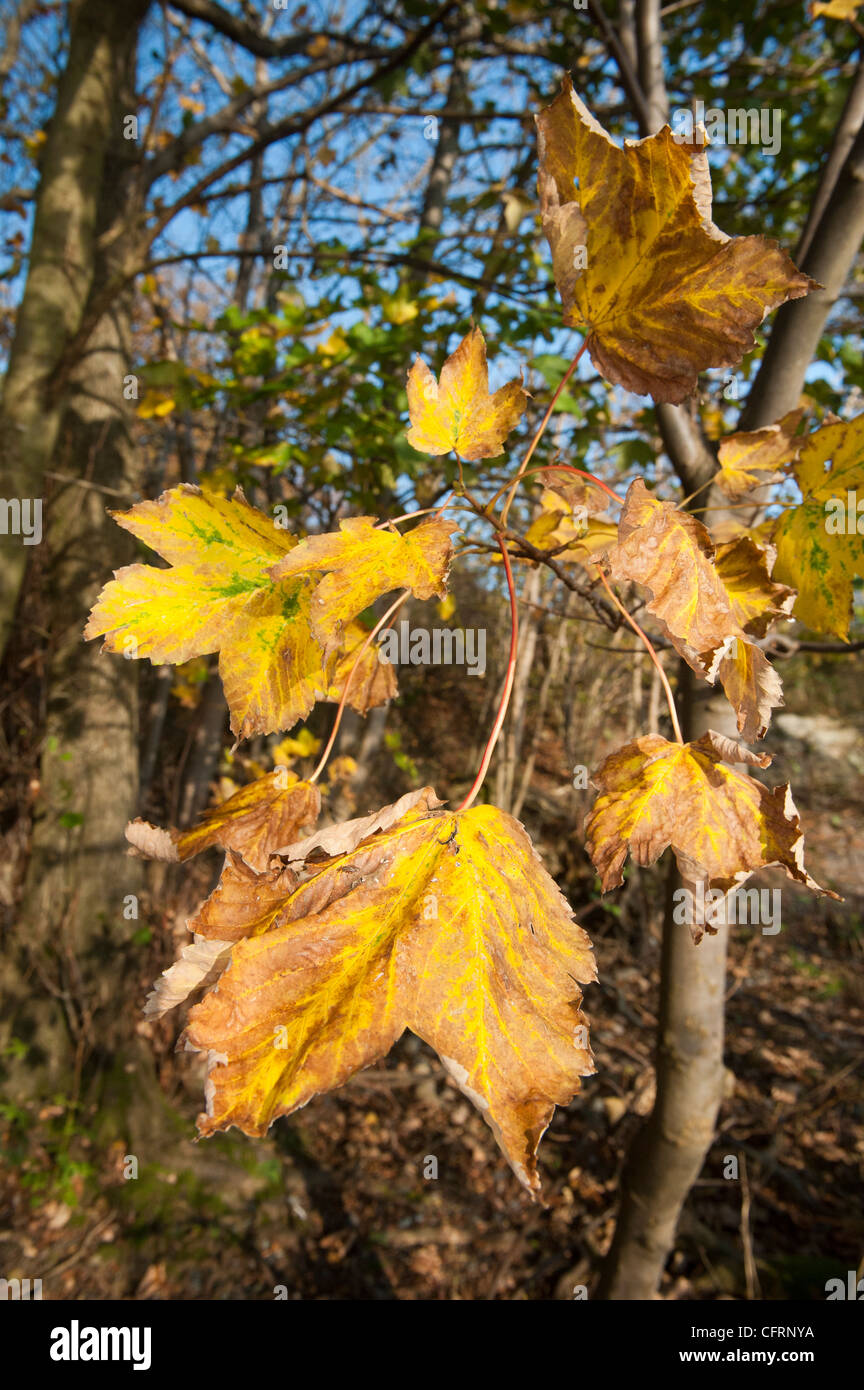 Bunte herbstliche Ahorn Blätter gegen blauen Himmel. Acer Pseudoplatanus. Stockfoto