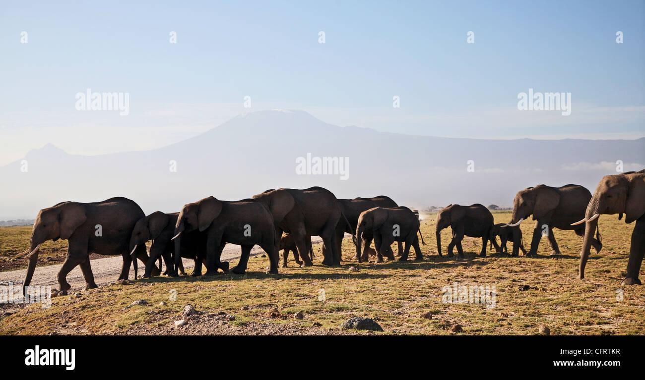 Elefanten und Mount Kilimanjaro Amboseli Nationalpark, Kenia. Stockfoto