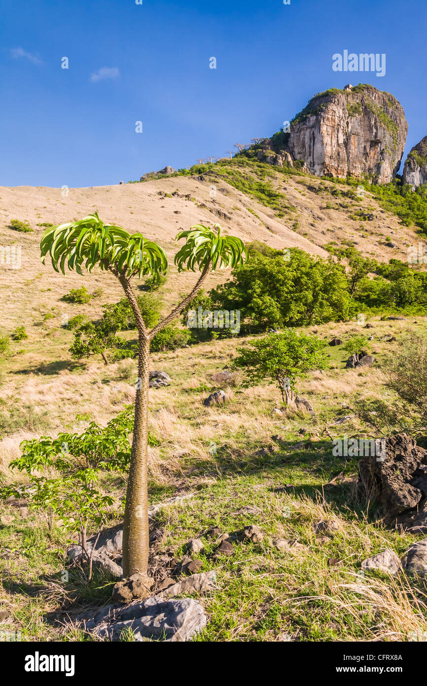 Pachypodium, endemische Pflanze von Madagaskar Stockfoto