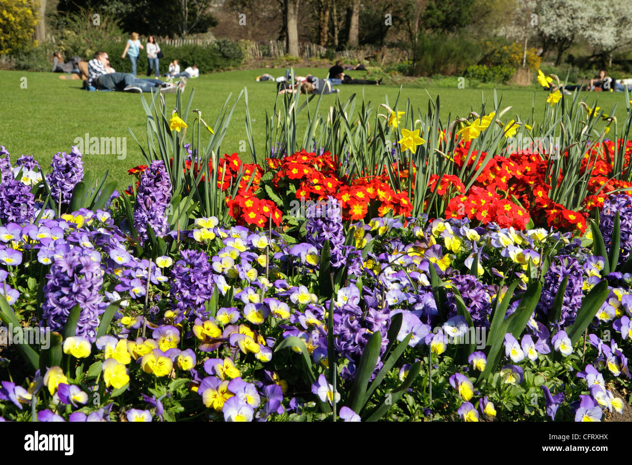 Frühling Blumen, Hyde Park, London, UK Stockfoto