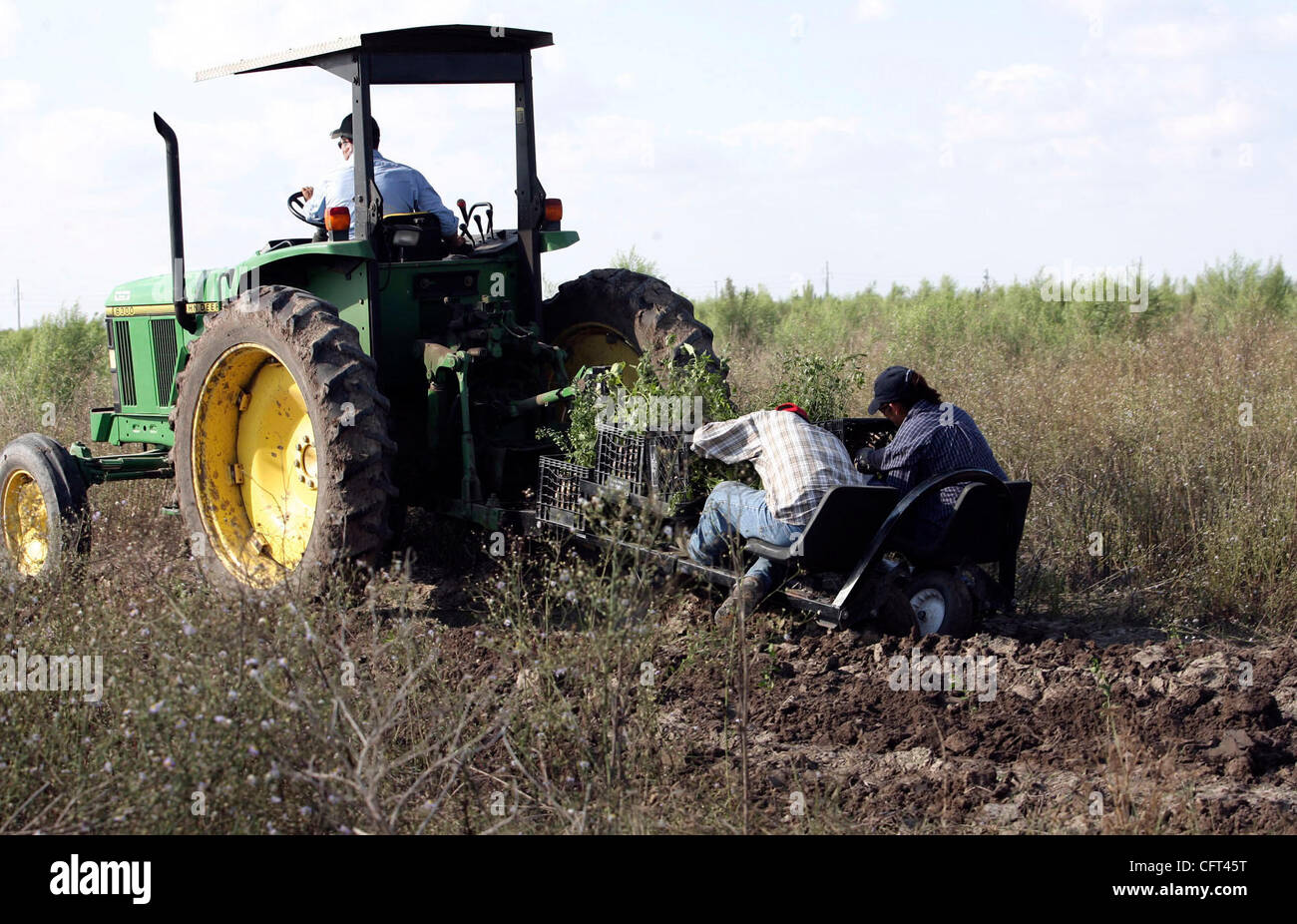 Staat/ADVANCE/gefährdete OCELOT: The Enviromental Defense Gruppe Pflanzen einheimischer Pflanzen und Sämlinge auf ein Stück Land in der Nähe der Laguna Atascosa National Wildlife Refuge vor kurzem in der Hoffnung, dass in 20 Jahren die dicken zerrissene Strauch hilft der Ozelot Grund mehr frei herumlaufen. DELCIA LOPEZ/PERSONAL Stockfoto