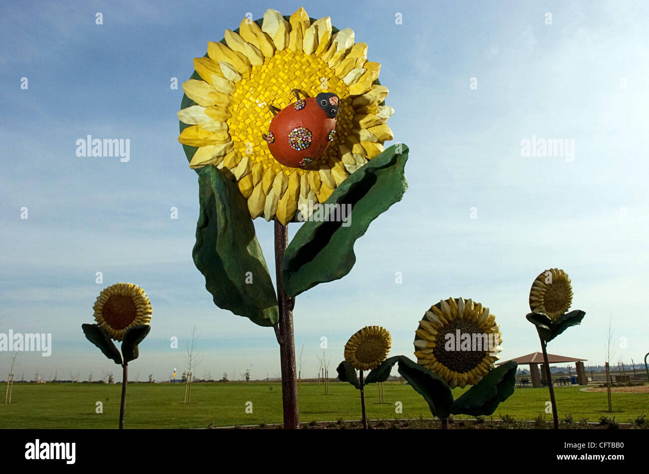 Großen Sonnenblumen schmücken einen Gartenbereich im Hummingbird Park im Bereich Natomas auf Freitag, 29. Dezember 2006. Stadt Sacramento eröffnet einen neuen Park in Natomas, genannt Kolibri Park, der Hommage an die Natur. Es gibt einen Garten mit Stauden, die entworfen, um Schmetterlinge, Marienkäfer zu gewinnen und Stockfoto