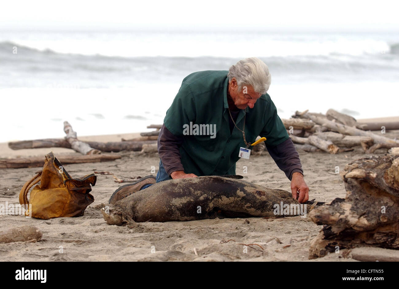 Ray Bandar fuhr an Pescadero Strand an der Küste von San Mateo dieses vergangenen Dezember auf einen Bericht von einem Toten kalifornische Seelöwe. Bandar Reise war für die Katz, wie das Siegel Kieferknochen verwüstet worden war. Er sammelte über 1700 Seelöwen Schädel während des letzten halben Jahrhunderts der Feldarbeit für den California Stockfoto