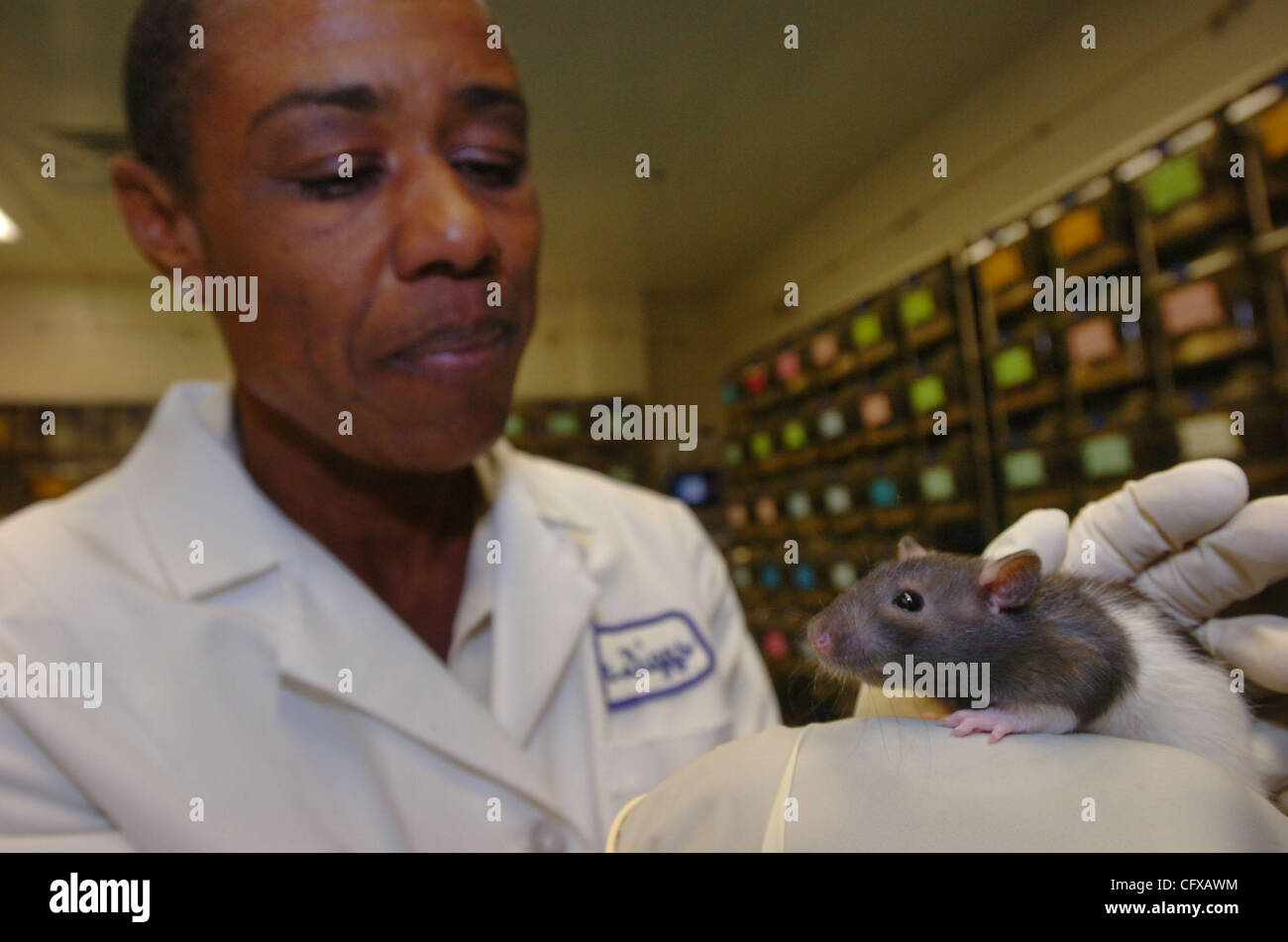 Dr. Helen Diggs, Direktor, Büro des Labratory Animal Care und UC systemweite tierärztliche Berater Annehmlichkeit eine 'Lange Evans' Ratte in einem Tierhaus auf dem Cal-Campus in Berkeley, Kalifornien am Dienstag, April3, 2007.  (Sherry LaVars/Contra Costa Times) Stockfoto