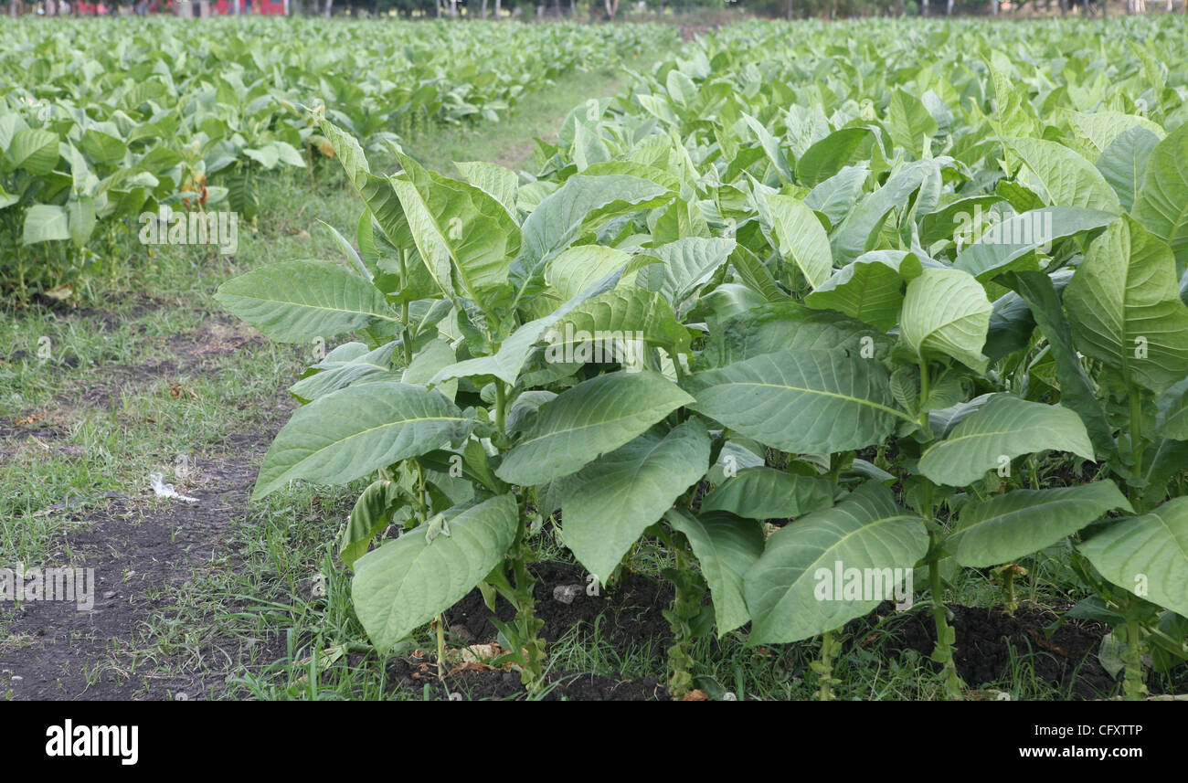 27. April 2007 - Esteli, Nicaragua - Esteli die zweitgrößte Stadt im Norden des Landes (nach Matagalpa), gelegen in der Gemeinde von Esteli in Esteli-Abteilung. Es liegt an der Panamericana 150 km nördlich von Managua. In dieser Region lebenden Menschen kommen in Esteli, Versorgungsmaterialien zu kaufen Stockfoto