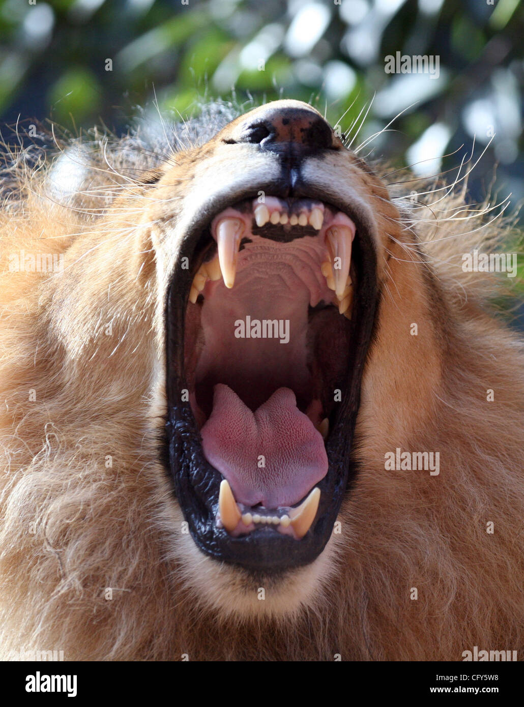 7. Mai 2007 - Sydney, New South Wales, Australien - ein afrikanischer Löwe brüllt im Taronga Zoo in Sydney. (Kredit-Bild: © Marianna Tag Massey/ZUMA Press) Stockfoto