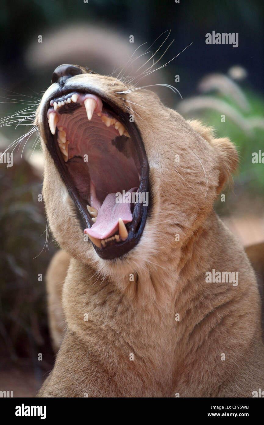 7. Mai 2007 - Sydney, New South Wales, Australien - ein afrikanischer Löwe brüllt im Taronga Zoo in Sydney. (Kredit-Bild: © Marianna Tag Massey/ZUMA Press) Stockfoto