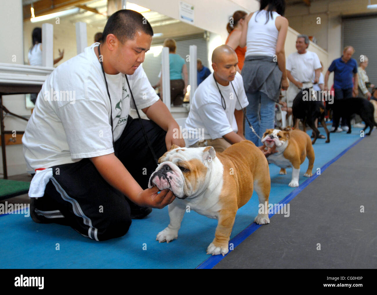 Ryan Estrada und seine Bulldogge, Diggler, bereiten Sie für den Unterricht in einer Klasse am Mt. Diablo Dog Training Club, Inc. in Concord, Kalifornien auf Montag, 18. Juni 2007.  Estrada, sagt er, wie viele andere rein gezüchteten Hundebesitzer ist, gegen ein Gesetz, das alle Katzen- und Besitzer in dem Zustand zu erhalten benötigen ihre Stockfoto