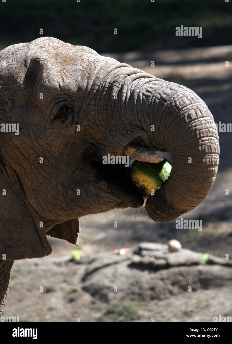 Osh genießt eine frische Wassermelone brachte aus der Zoo-Besucher im Rahmen des Festes für die Tier-Veranstaltung im Oakland Zoo in Oakland, Kalifornien auf Samstag, 14. Juli 2007. (Ray Chavez/der Oakland Tribune) Stockfoto