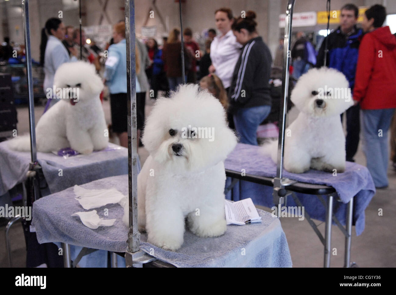 Zweitens - frisch präparierte Bichon Frises warten auf der Hundeausstellung in Cal Expo 14. April 2007 gezeigt werden.  Die Show, die vom Sacramento Kennel Club gesponsert wird, enthalten mehr als 6000 Hunde in verschiedenen Kategorien.   Herbst-Cruz / Sacramento Bee Stockfoto