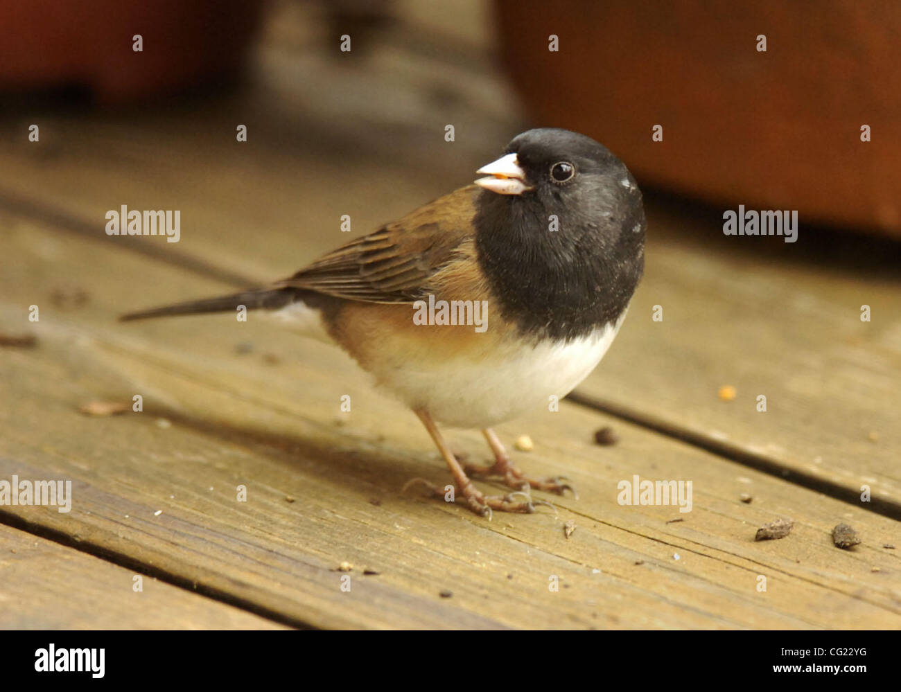 Ein dunkel-gemustertes Junco oder Oregon Junco, frisst Samen auf dem Boden in Meadow Vista, 21. Februar 2007 gefallen. Sacramento Bee / Florenz Low Online-Beschriftung: ein dunkel-gemustertes Junco, bekannt als ein Oregon Junco, frisst Samen auf dem Boden unter ein Futterhäuschen für Vögel im Meadow Vista vom 21. Febr. Stockfoto
