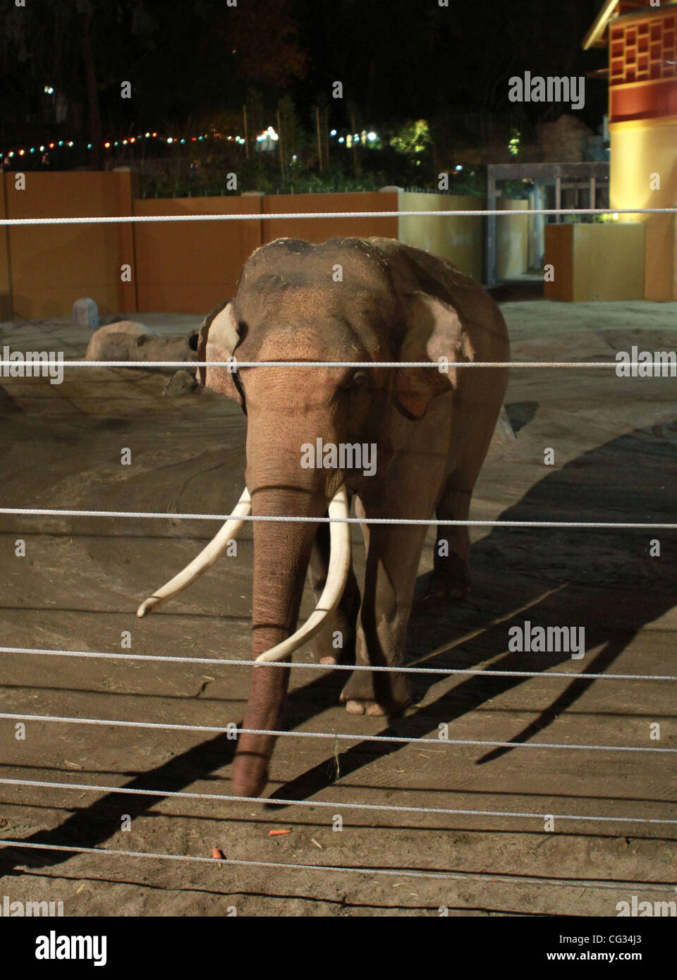 Atmosphäre "Elefanten Asiens" Lebensraum Enthüllung auf der Los Angeles Zoo Los Angeles, Kalifornien - 15.12.10 Stockfoto