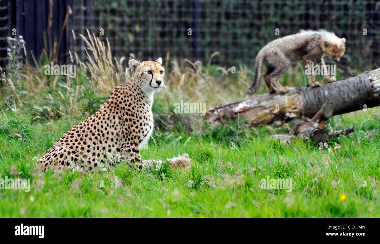 Whipsnade, Bedfordshire, UK. 29. August 2012. Baby Cheetah jungen halten ihren Einzug im ZSL Whipsnade Zoo, Bedfordshire. © PEOPLE PRESS / Alamy Stockfoto