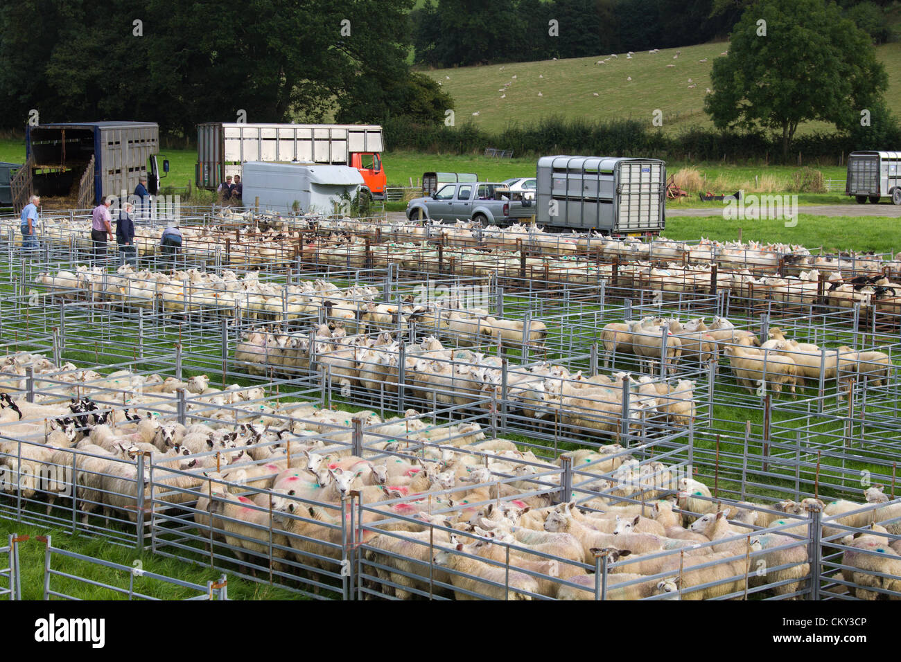 1. September 2012, Ceredigion, Wales, UK. Landwirte kommen früh mit ihren Vorrat für den Verkauf der Schafe am Lovesgrove, in der Nähe von Aberystwyth. Die hohe Anzahl der Einträge spiegeln ein gutes Jahr für den Preis von walisischen Lamm. Stockfoto