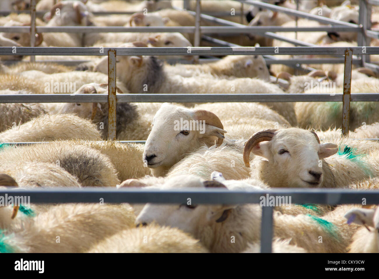 1. September 2012, Ceredigion, Wales, UK. Landwirte kommen früh mit ihren Vorrat für den walisischen Schafe Verkauf an Lovesgrove, in der Nähe von Aberystwyth. Die hohe Anzahl der Einträge spiegeln ein gutes Jahr für den Preis von walisischen Lamm. Stockfoto