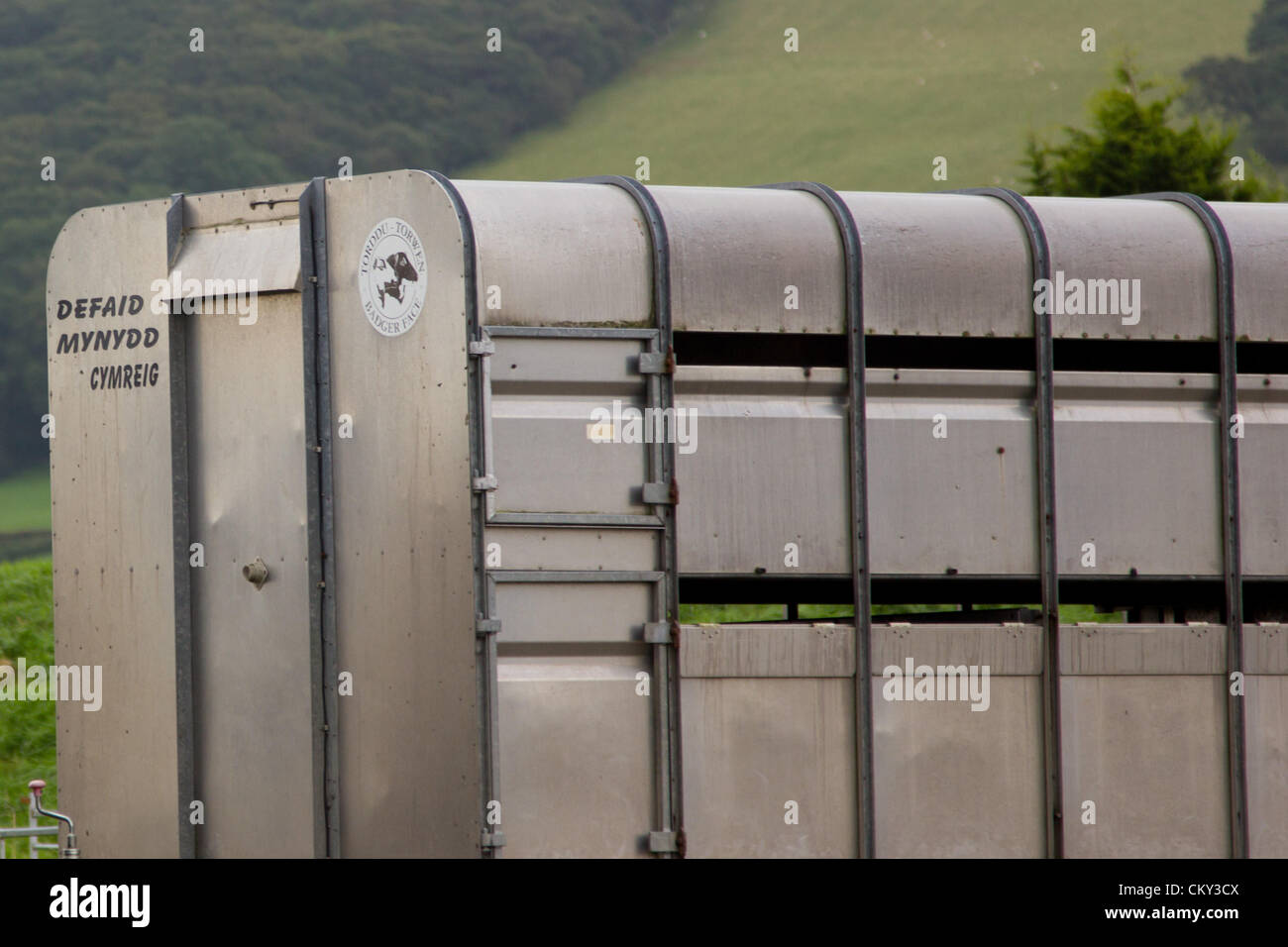 1. September 2012, Ceredigion, Wales, UK. Landwirte kommen früh mit ihren Vorrat für die Schafe am Lovesgrove, in der Nähe von Aberystwyth. Die hohe Anzahl der Einträge spiegeln ein gutes Jahr für den Preis von walisischen Lamm. Stockfoto