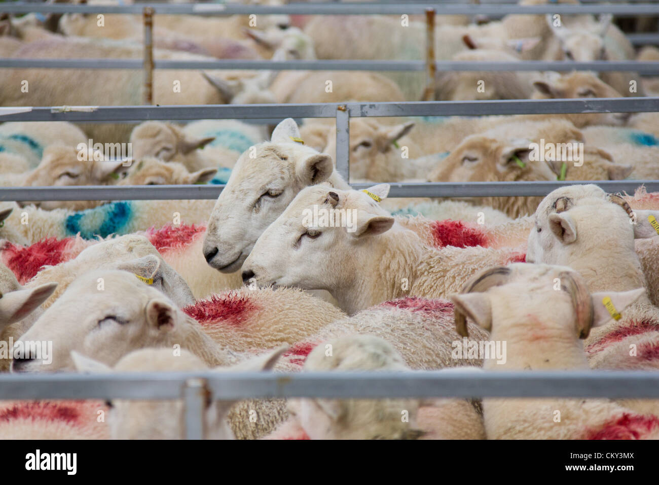 1. September 2012, Ceredigion, Wales, UK. Rund 4.000 walisischen Schafe gehen unter den Hammer bei Lovesgrove, in der Nähe von Aberystwyth. Die hohe Anzahl der Einträge spiegeln ein gutes Jahr für den Preis von walisischen Lamm. Stockfoto