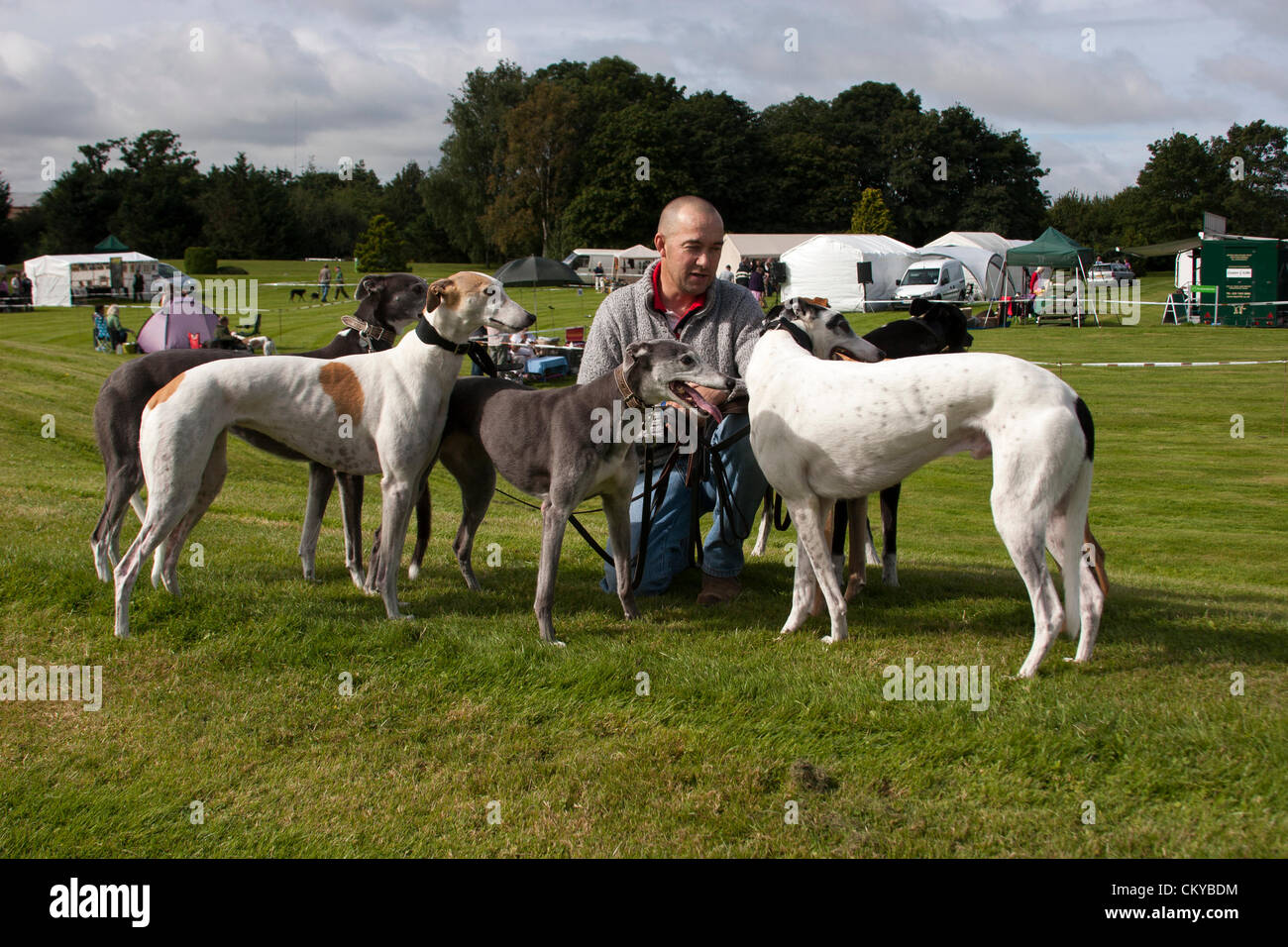 2. September 2012. Northants Greyhound Rescue Gala Day. Im Holiday Inn. Crick.  Northamptonshire UK. Eine Person, die Hunde zu halten, während die Besitzer ihre Hunde registrieren. NGR wurde ist eine Wohltätigkeitsorganisation registriert und im Jahr 2000, im Ruhestand, verlassene und unerwünschte Windhunde im Bereich Northamptonshire eine Rettung, Rehabilitation und Notvermittlung Service anzubieten. Stockfoto
