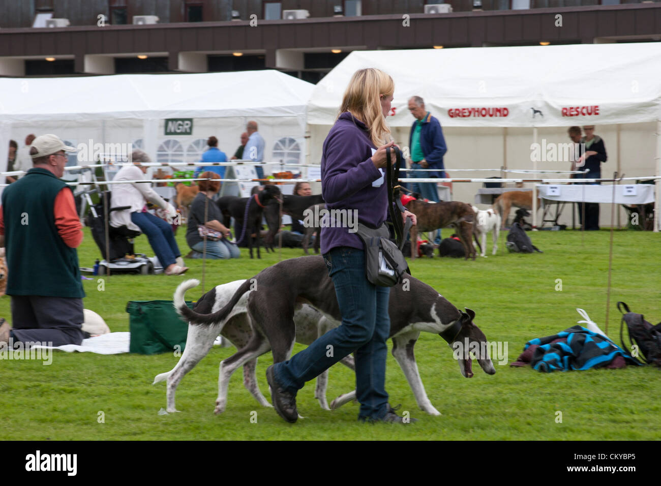2. September 2012. Northants Greyhound Rescue Gala Day. Im Holiday Inn. Crick.  Northamptonshire UK. NGR wurde ist eine Wohltätigkeitsorganisation registriert und im Jahr 2000, im Ruhestand, verlassene und unerwünschte Windhunde im Bereich Northamptonshire eine Rettung, Rehabilitation und Notvermittlung Service anzubieten. Stockfoto
